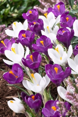 Crocus Vernus Blauw - Wit Mix (par multiples de 100 pièces)